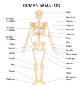 orthopedics