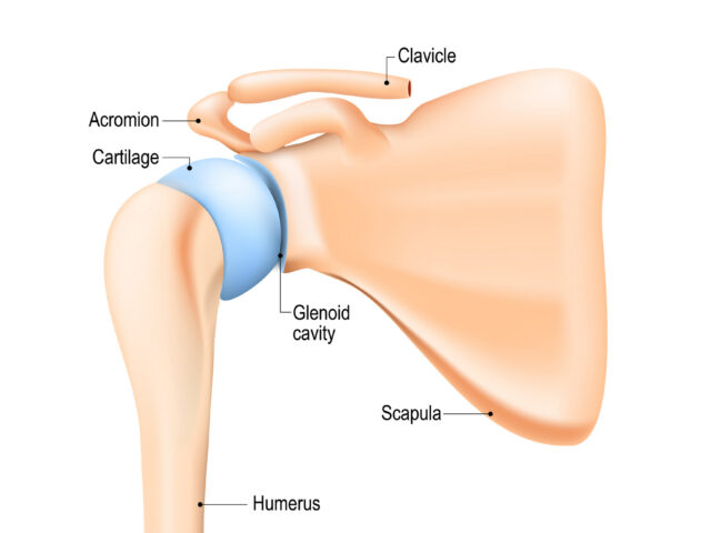 shoulder