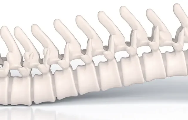Human spine showing vertebrae, cervical, thoracic, lumbar and sacral sections