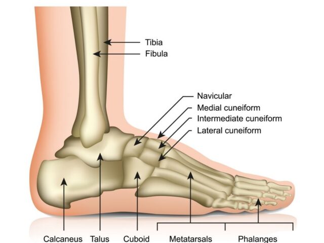 Foot & Ankle 1 foot