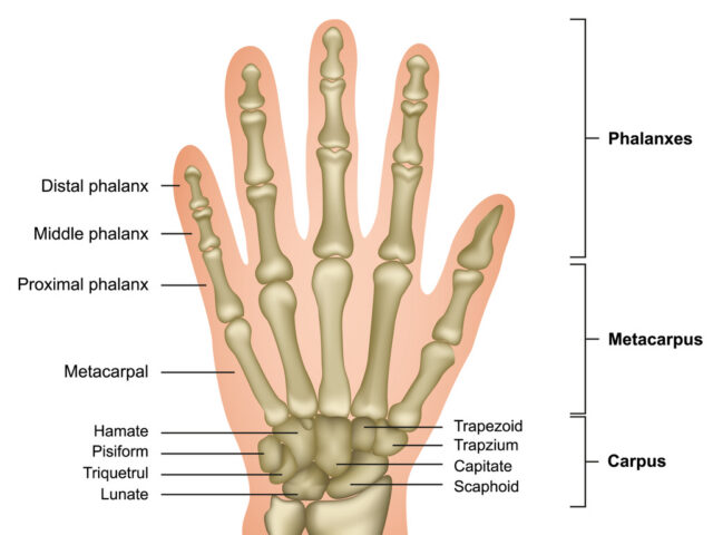 Hand