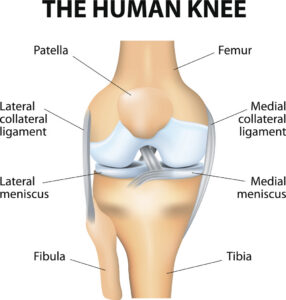 Knee