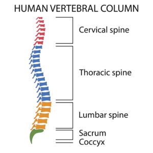 Spine Care 1 spine