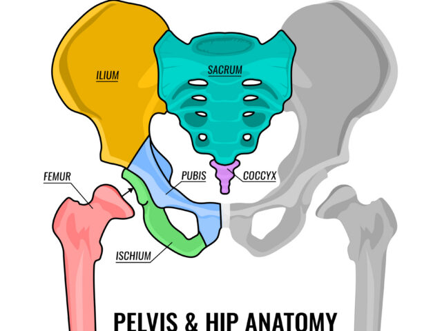 hip